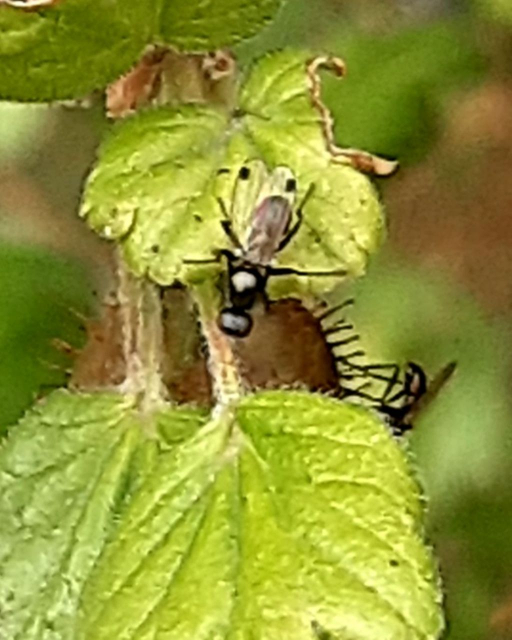 Aiuto identificazione maschio formicide ? No. Ditteri Sepsidae